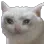 sadcatnod