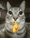 moggingmewing