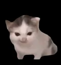 germancat