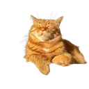 h_orangecatdtiribbons