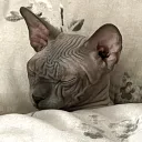 otisBedge