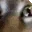 INSANECAT