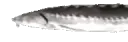 JoelWide1