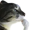 catthink