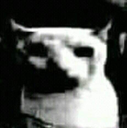 :darkcat1: