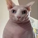 LiveCatReaction