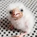 birdddd birdddd