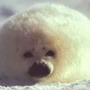 fatseal