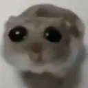 Hampterr
