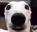 stare