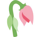 wilted_tulip wilted_tulip