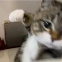 bonk bonk