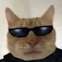 cool_cat