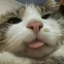 6835catderp
