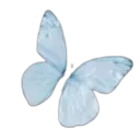 Fly Fly