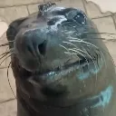 felih