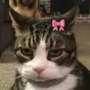 nomo