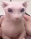 bingus
