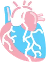 broken_anatomical_trans_heart