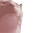GatoXD