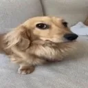 HmmDog HmmDog