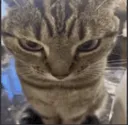 Angry_Cat
