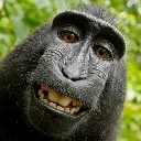 monke