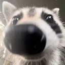 RaccoonSniff