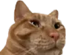 simicat