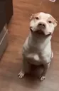 dawg