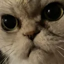 mou_stare2 mou_stare2