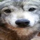autisticwolfthing