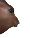 HorseStare
