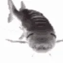 fisch_1_0