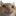 :catstare_happy: