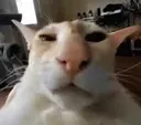 bruhcat