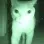 kiwamicat