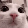 nk