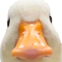 DuckStare Discord emoji