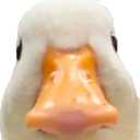 DuckStare custom emote | Speed Wallet