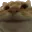 SA_catYes