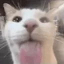 cutecatkindastickingoutitstongue