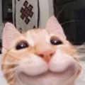 catsmile