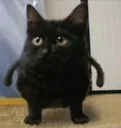 fighto