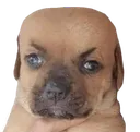 mochi_foreheadS