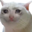 CryCat