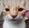 catstare