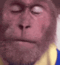monkeytearingupmonkeycrying111