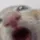 CatSucking