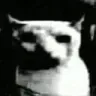 catpain